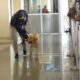 Dncd Unidades Caninas