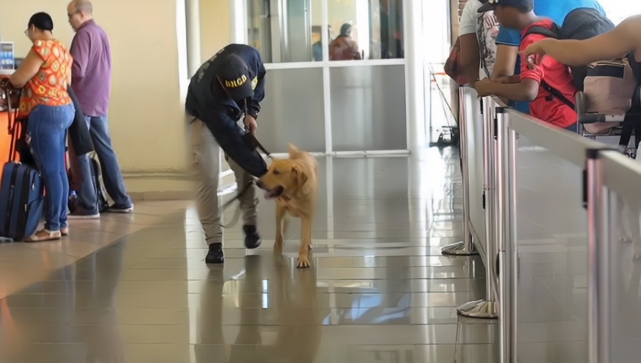 Dncd Unidades Caninas