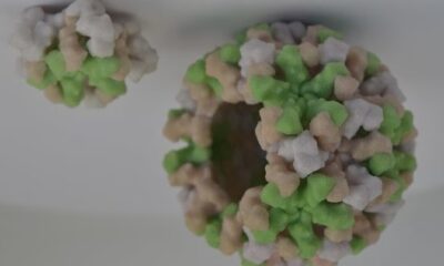 Peligroso Virus Podria Resurgir En Area Triestatal Reside Mas De 1 Millon De Dominicanos